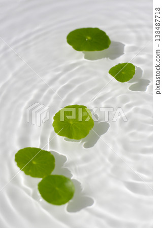 Green centella leaves floating gently in clear rippling water. Green centella leaves floating gently in clear rippling water. 138487718