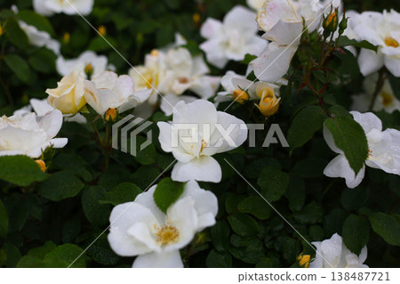 A beautiful rose bush in a public park in Japan A beautiful rose bush in a public park in Japan 138487721
