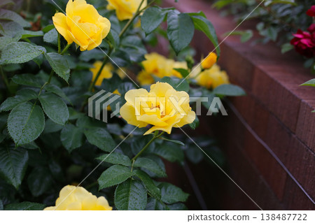 Yellow roses blooming among glossy green leaves Yellow roses blooming among glossy green leaves 138487722