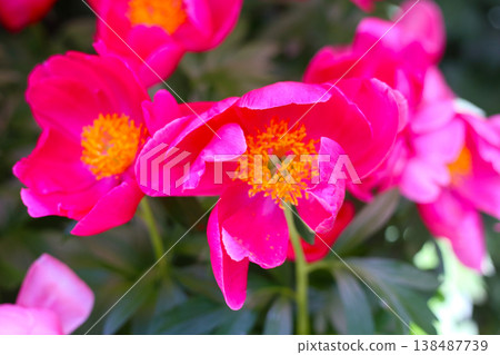 Bright pink peony flowers in full bloom with golden yellow centers. 138487739
