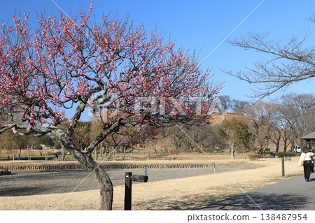 Scenery of the plum grove at Kodai Hasu no Sato in Gyoda City, Saitama Prefecture 138487954