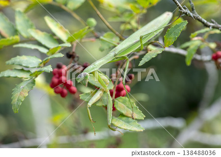 岡切 岡切 138488036