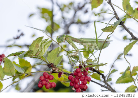 Okamakiri Okamakiri 138488038