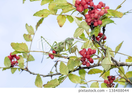 岡切 岡切 138488044