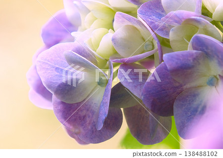 百合紫色繡球花 百合紫色繡球花 138488102