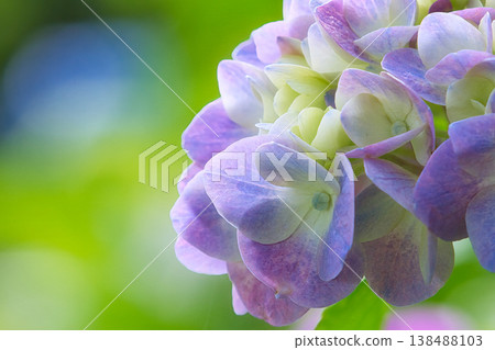 百合紫色繡球花 百合紫色繡球花 138488103