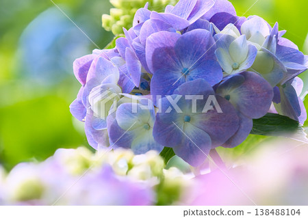 藍色繡球花 藍色繡球花 138488104