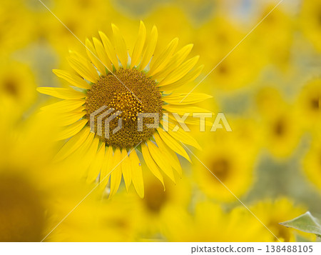 夏天花向日葵 夏天花向日葵 138488105
