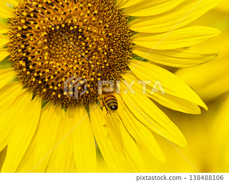 Bee to smoke sunflower nectar Bee to smoke sunflower nectar 138488106