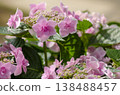  Gaku hydrangea 138488457