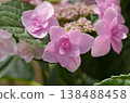  Gaku hydrangea 138488458
