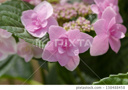 繡球花 繡球花 138488458