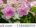  Gaku hydrangea 138488459