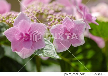 繡球花 繡球花 138488459
