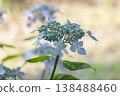  Gaku hydrangea 138488460
