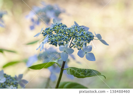 繡球花 繡球花 138488460