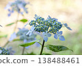  Gaku hydrangea 138488461