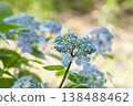  Gaku hydrangea 138488462