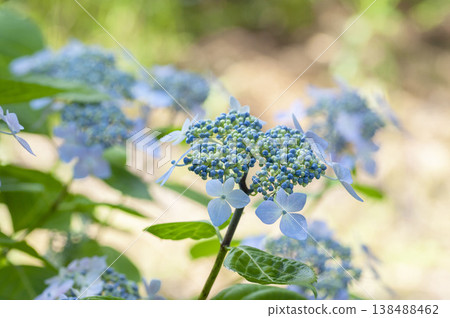 繡球花 繡球花 138488462