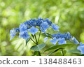  Gaku hydrangea 138488463