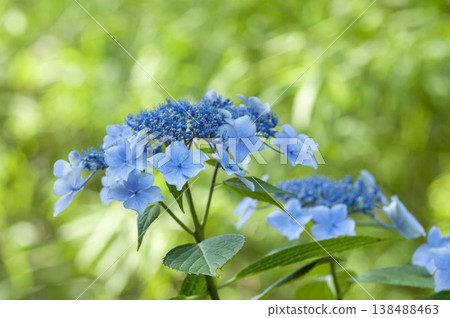 繡球花 繡球花 138488463