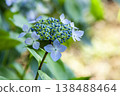  Gaku hydrangea 138488464