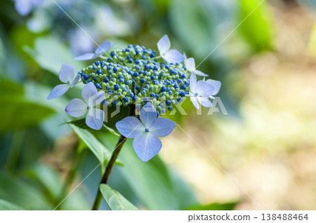 Gaku hydrangea Gaku hydrangea 138488464