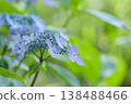  Gaku hydrangea 138488466