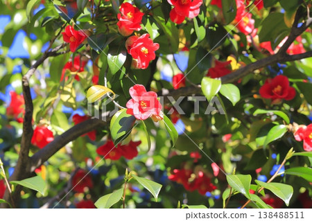 Red camellias in full bloom 138488511