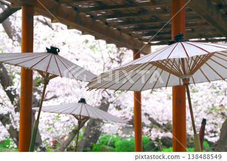 鎌倉鶴岡八幡宮牡丹園中,盛開的櫻花掩映下,白色的日式陽傘格外引人注目。 鎌倉鶴岡八幡宮牡丹園中,盛開的櫻花掩映下,白色的日式陽傘格外引人注目。 138488549
