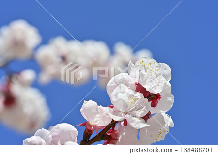 Plum blossom Plum blossom 138488701