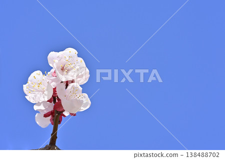 梅花 138488702