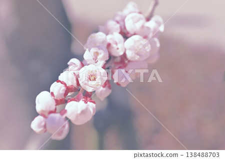 梅花 梅花 138488703