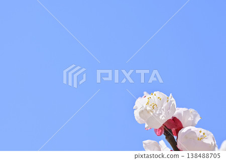 Plum blossom Plum blossom 138488705
