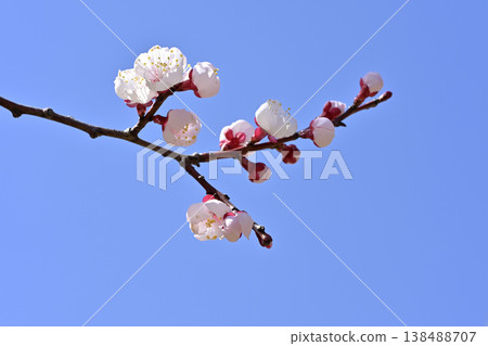 Plum blossom Plum blossom 138488707