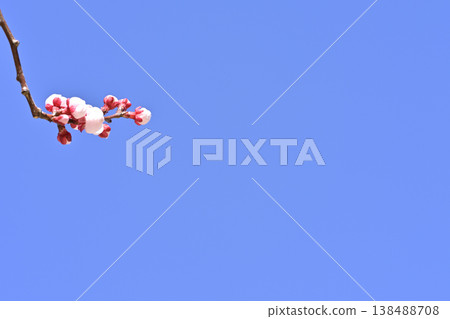 Plum blossom Plum blossom 138488708