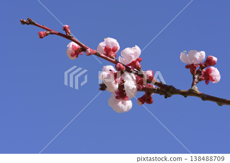 Plum blossom Plum blossom 138488709