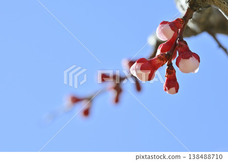 Plum blossom Plum blossom 138488710