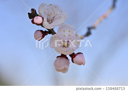 梅花 梅花 138488713