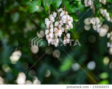 A close-up of the small white flowers of the Japanese andromeda, set against a backdrop of fresh green leaves and bokeh. A close-up of the small white flowers of the Japanese andromeda, set against a backdrop of fresh green leaves and bokeh. 138488835