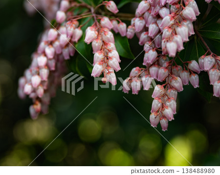 特寫鏡頭展現了粉紅色的小日本仙人掌花，背景是鮮亮的綠葉和虛化效果。 138488980
