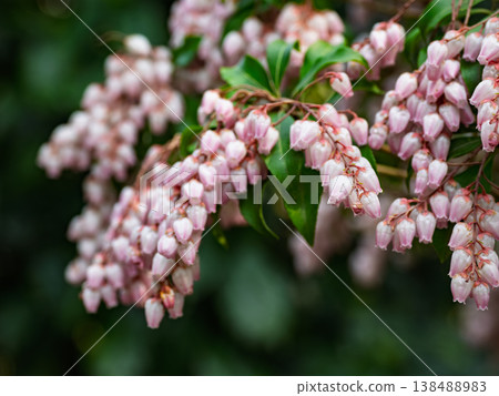 特寫鏡頭展現了日本杜鵑（Pieris japonica）這款春季花卉的粉紅色小花。 138488983