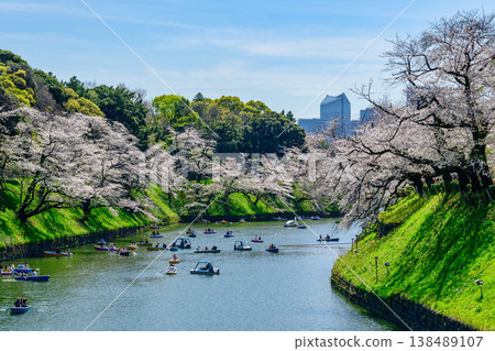 櫻花在千代gabuchi，東京盛開 138489107