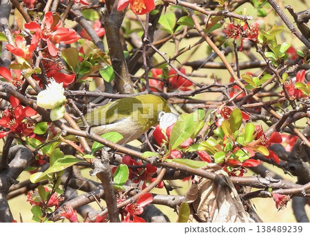 Japanese quince and Japanese white-eye 138489239