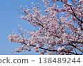 閃耀在藍天的櫻花 138489244