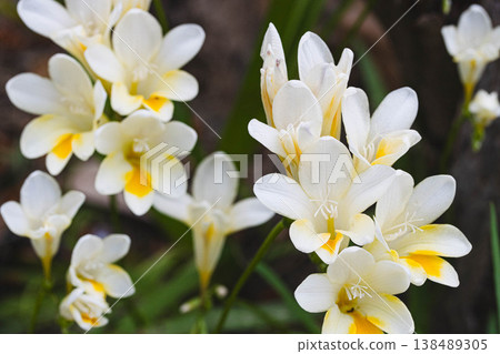 White freesia flowers with yellow center in natural garden White freesia flowers with yellow center in natural garden 138489305