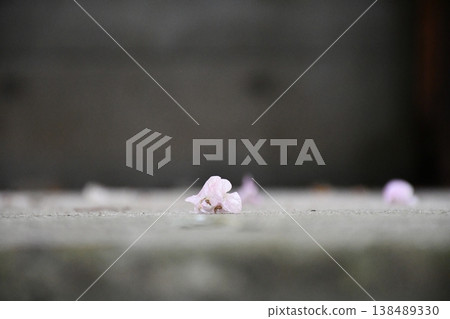 Falling pink petals Falling pink petals 138489330