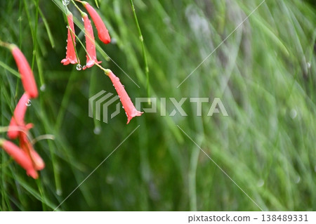 Red flowers and a green curtain Red flowers and a green curtain 138489331