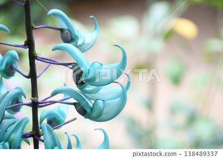 形似蠟燭的玉藤 138489337