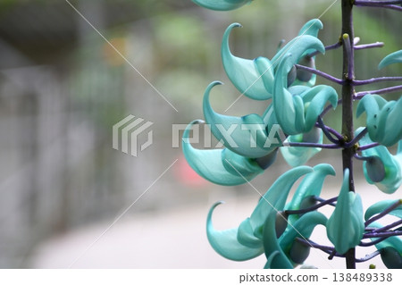 玉藤靜靜地綻放。 138489338